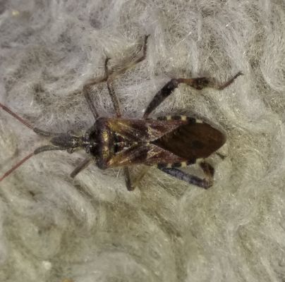 Leptoglossus occidentalis 