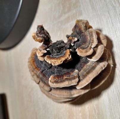 Trametes versicolor