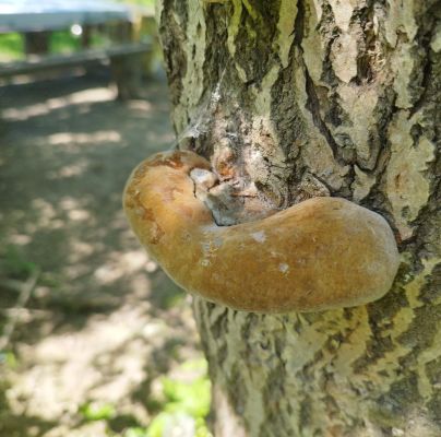 Phellinus igniarius 