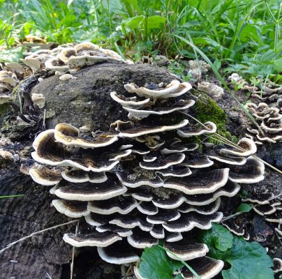 Trametes versicolor