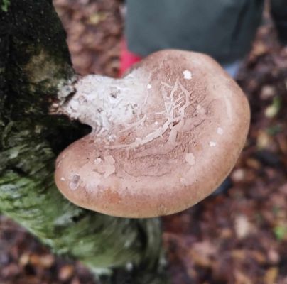 Piptoporus betulinus 