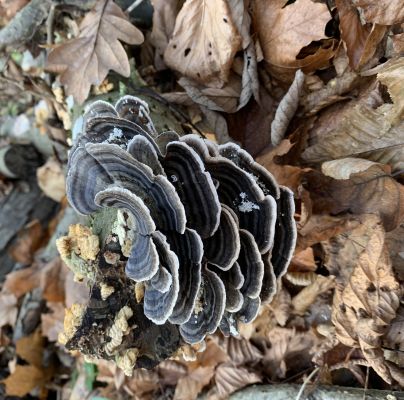 Trametes versicolor