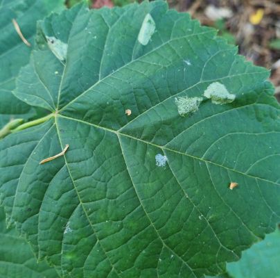 Phyllonorycter issikii