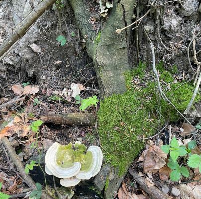 Trametes hirsuta 