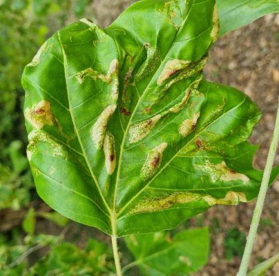 Phyllonorycter platani