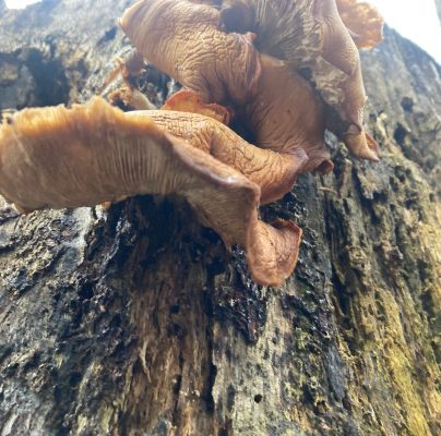 Pleurotus ostreatus 