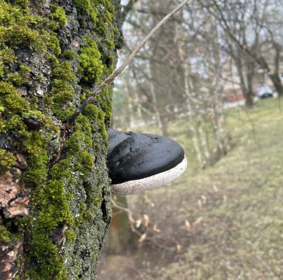 Phellinus igniarius 