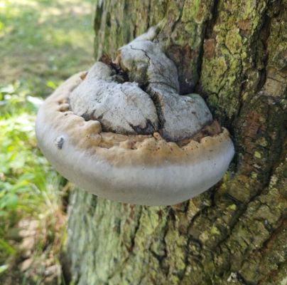 Phellinus igniarius 