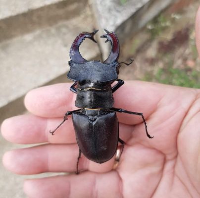 Lucanus cervus 