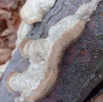 Trametes hirsuta 