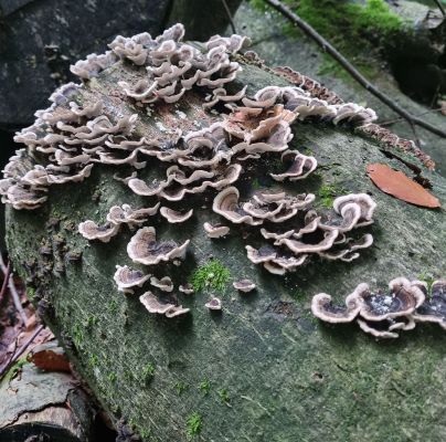 Trametes versicolor