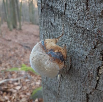 Fomes fomentarius 