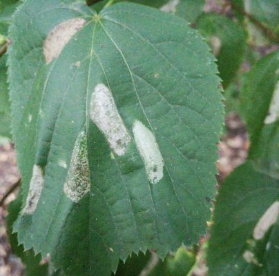 Phyllonorycter issikii