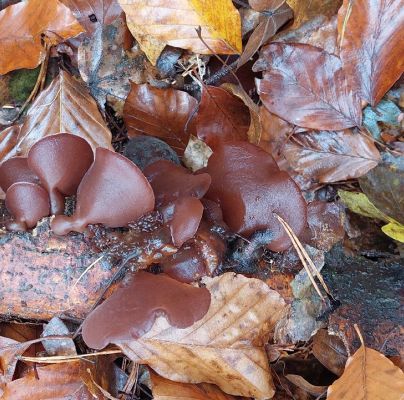 Auricularia auricula-judae