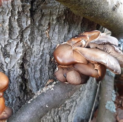 Pleurotus ostreatus 