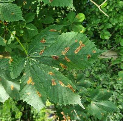 Cameraria ohridella