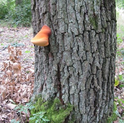 Fistulina hepatica 