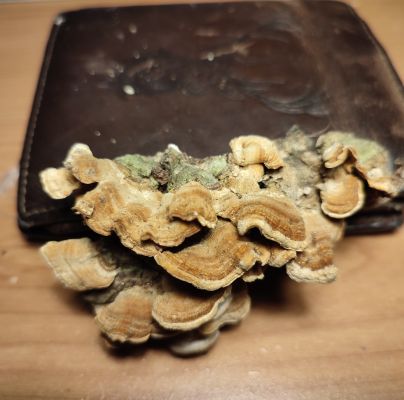 Trametes versicolor