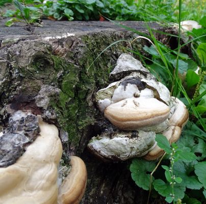 Phellinus igniarius 