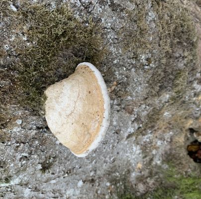 Fomes fomentarius 