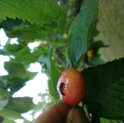 Harmonia axyridis