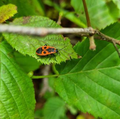 Pyrrhocoris apterus