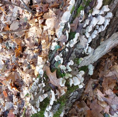 Trametes versicolor