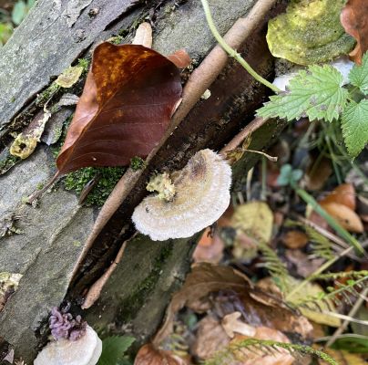 Trametes hirsuta 