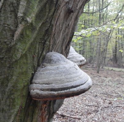 Fomes fomentarius 