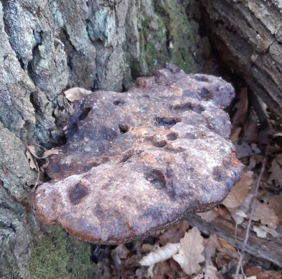 Fistulina hepatica 