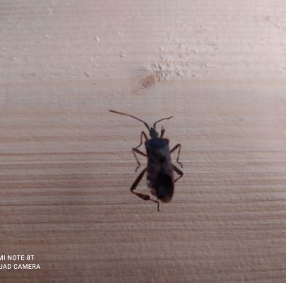 Leptoglossus occidentalis 