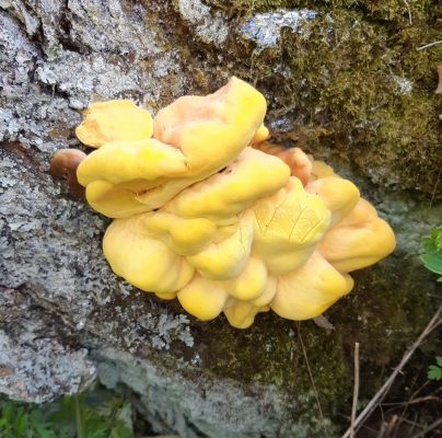 Laetiporus sulphureus 