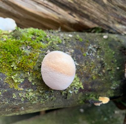 Fomes fomentarius 