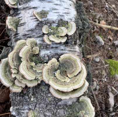 Trametes versicolor