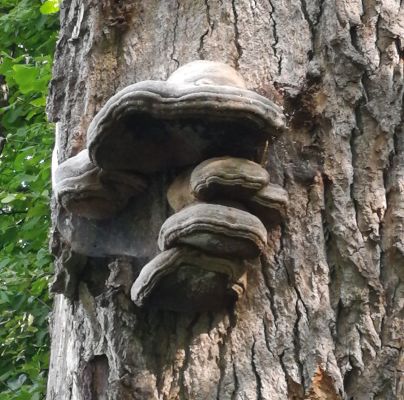 Fomes fomentarius 