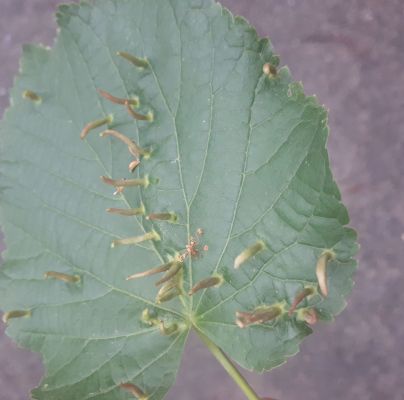 Eriophyes tiliae