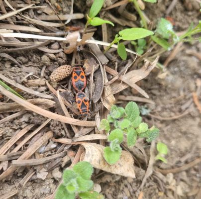 Pyrrhocoris apterus