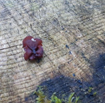 Auricularia auricula-judae