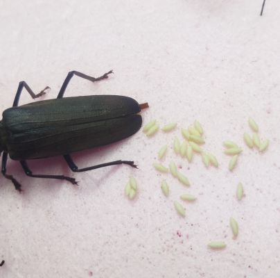 Aegosoma scabricorne 