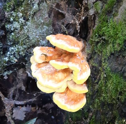 Laetiporus sulphureus 