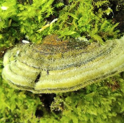 Trametes hirsuta 