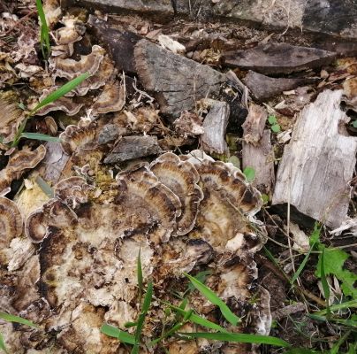 Trametes versicolor