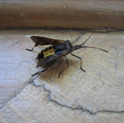 Leptoglossus occidentalis 