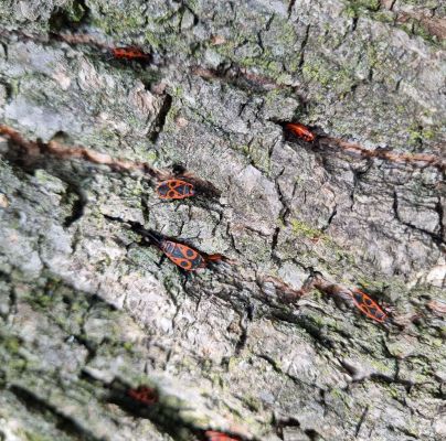 Pyrrhocoris apterus