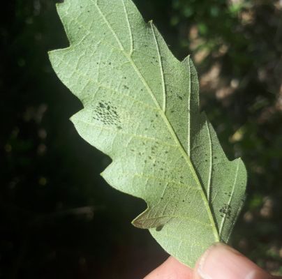 Corythucha arcuata