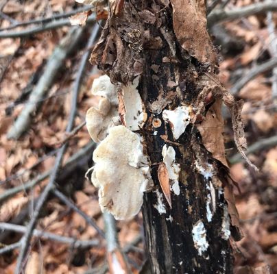 Trametes versicolor