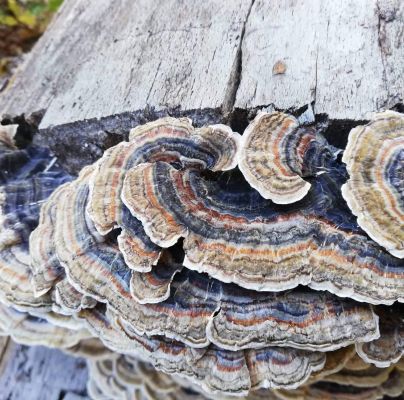 Trametes versicolor