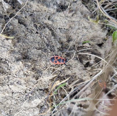 Pyrrhocoris apterus