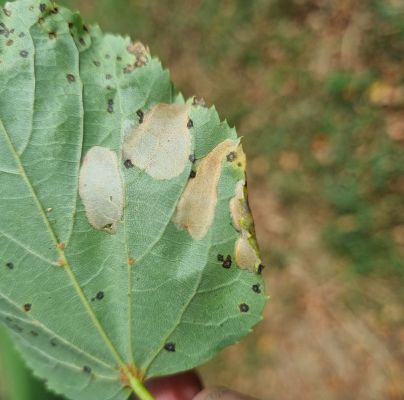 Phyllonorycter issikii