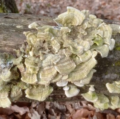 Trametes hirsuta 